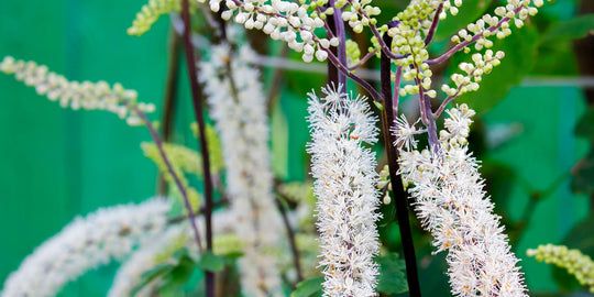 Why’s Everyone Talking About Black Cohosh?
