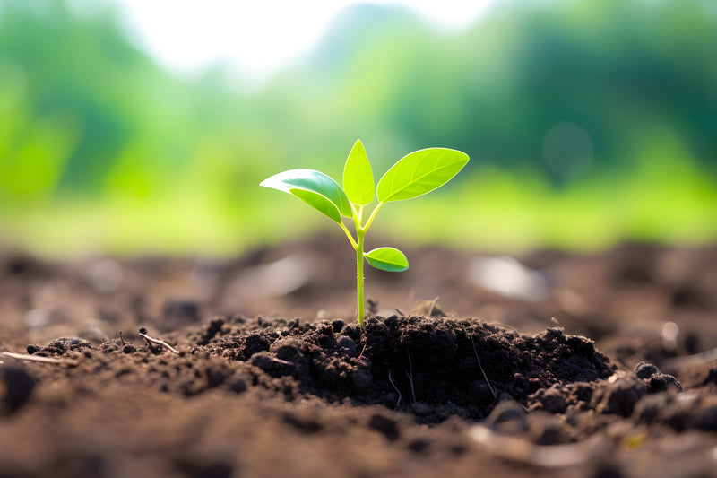 Young green plant seedling with bright leaves growing from dark soil with blurred natural background
